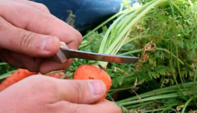 Як обрізати моркву після збирання врожаю, щоб не почала гнити вже через тиждень
