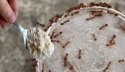 Чим нагодувати мурах, щоб вони на довго залишили ваш дім. Господині на замітку