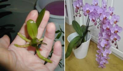 Розмноження орхідеї трьома способами. Швидко ростуть та пишно квітнуть