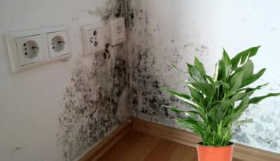Тримайте ці рослини у себе вдома, щоб забути про плісняву на стінах
