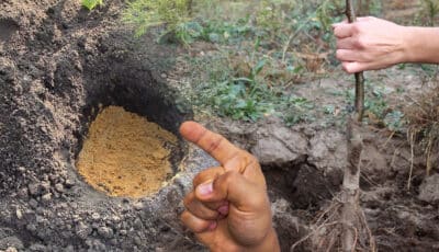 Що потрібно додати в яму під час посадки дерев, щоб добре та швидко прижилися