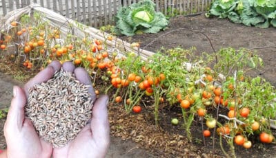 Що потрібно посіяти на грядках де росли помідори, щоб відновити ґрунт