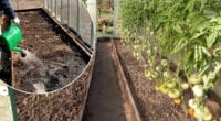 Чим потрібно пролити ґрунт у теплиці після томатів та перцю, щоб позбутися фітофтори і шкідників