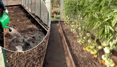 Чим потрібно пролити ґрунт у теплиці після томатів та перцю, щоб позбутися фітофтори і шкідників