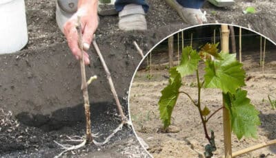 Секрети осінньої посадки винограду. Добре приживається та швидко росте