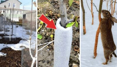 Що потрібно зробити, щоб захистити молоді дерева від гризунів взимку
