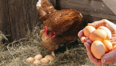 Кури почнуть засипати яйцями. Чим саме потрібно їх годувати