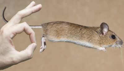 Три дієві способи прогнати мишей з думу. Будуть тікати не оглядаючись
