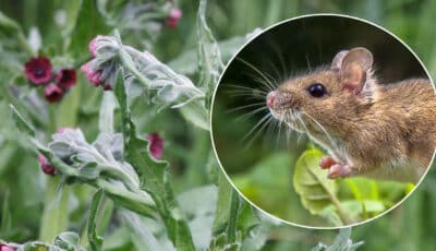 Миші будуть оминати вашу ділянку десятими дорогами, якщо на ній будуть рости ці рослини