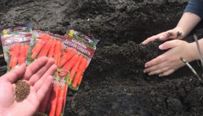 Посів моркви під зиму. Три головні секрети великого врожаю