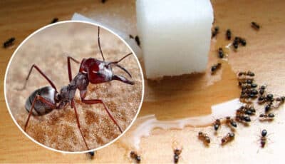 Як позбутися домашніх мурах. Три дієві способи, які допоможуть вам в цьому