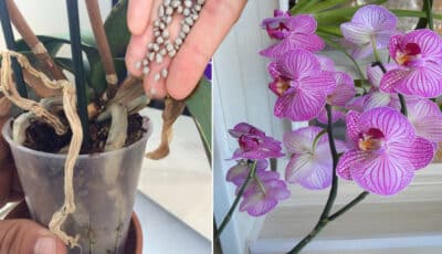 Як відновити орхідею, яка почала засихати. Почне квітнути з новою силою