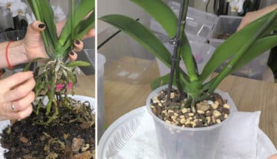 Догляд за орхідеєю: три грубі помилки, через які можна втратити квітку