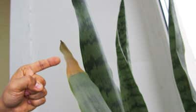 Жовтіє і сохне листя сансев’єрії: головні причини та що робити, щоб не втратити рослину