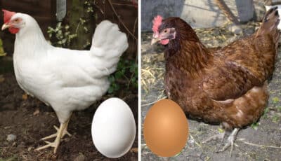 В чому різниця між коричневими та білими яйцями. Хто б міг подумати