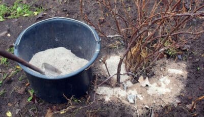 Як правильно вносити попіл в ґрунт восени, та яких помилок слід уникати, щоб не зашкодити