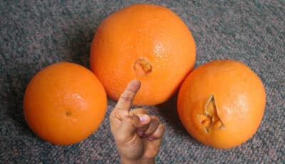 Головні ознаки солодких апельсинів. На які слід звернути увагу при покупці