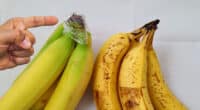 Банани залишаються свіжими до двох тижнів. Як правильно їх зберігати