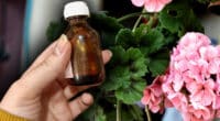 Pentru ca geraniumul să înflorească frumos toată iarna, trebuie să urmați aceste trei reguli principale