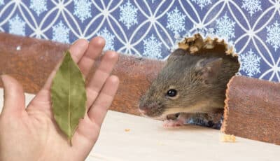 Як з допомогою лаврового листя прогнати мишей з дому. Будуть тікати не оглядаючись