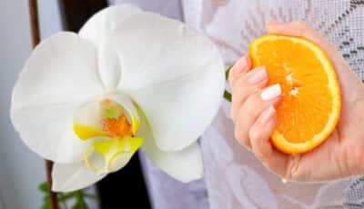 Як з апельсина приготовити ефективне добриво для орхідеї. Зацвіте пишним цвітом