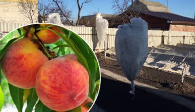 Як правильно накрити персик на зиму, щоб не померз. Садівникам варто знати