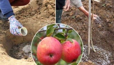 Коли садите яблуню під зиму, завжди вносіть це добриво, що саджанець добре прижився