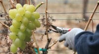 Як правильно обрізати виноград перед початком зими, щоб гарно вродив у наступному році