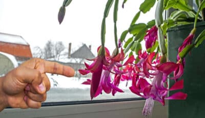 5 кімнатних рослин, які цвітуть зимою. Господиням на замітку