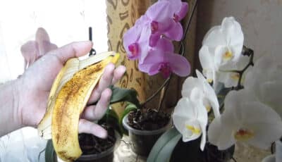 Три добрива з бананової шкірки для підживлення орхідеї. Гарно квітнуть усю зиму
