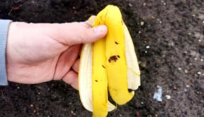 Не поспішайте викидати бананову шкірку, вона може принести ще багато користі у побуті