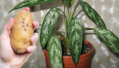 Навіщо класти картоплю у вазони з квітами. Поради досвідчених господинь