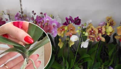 5 головних правил у вирощуванні орхідей. Будуть великі та гарні