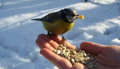 Чим не можна годувати птахів взимку, щоб не зашкодити їм. Багато людей допускають цю помилку