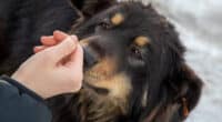 Principalele motive pentru care câinii își ling mâinile stăpânului. Există trei motive bune