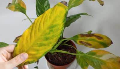 У спатифіллуму жовтіє листя: головні причини, та що робити, щоб не втратити рослину