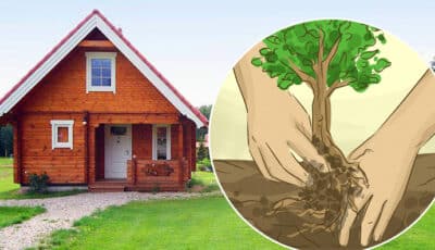 Які дерева потрібно посадити біля свого дому, щоб притягували добробут
