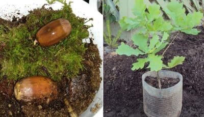 Як виростити дуб із жолудя: слушні поради від садівників зі стажем