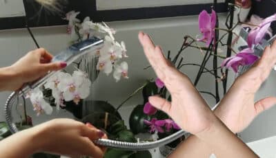 Ніколи не поливайте орхідею водою з під крана: головні причини та можливі наслідки