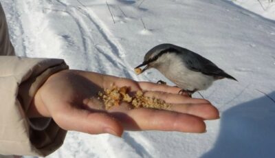 Не давайте цього пташкам зимою, щоб не зашкодити їм. Багато хто годує не правильно