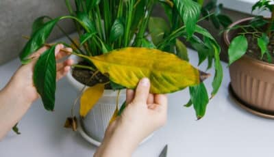 Чому взимку жовтіє листя кімнатних рослин, та як цього не допустити
