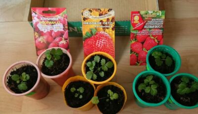 Вирощуємо полуницю з насіння: як правильно це робити, щоб весною мати вже гарні пагони