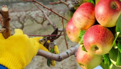 Як правильно обрізати яблуню, щоб вона росла в ширину, а не в висоту, і давала багато плодів