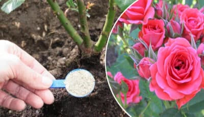 Чим підгодувати троянди у березні, щоб вони були пишними і довго цвіли