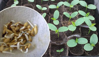 Як правильно підготувати насіння огірків до посадки, щоб гарно росли та не сохли