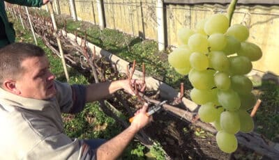 Обрізка винограду на початку березня: як правильно це робити, щоб гарно вродив та був великим