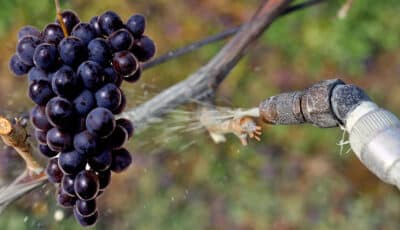 Чим саме потрібно обприскати виноград на початку весни, щоб гарно вродив