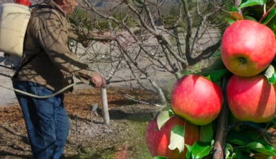 Перша обробка яблунь в цьому році: коли саме та чим це слід робити