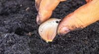 Коли і як садити часник у відкритий ґрунт, щоб зубки були великі та міцні