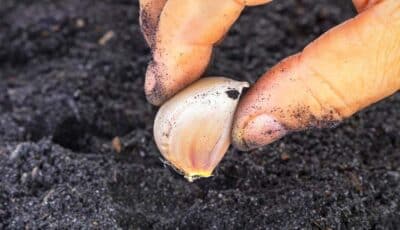 Коли і як садити часник у відкритий ґрунт, щоб зубки були великі та міцні